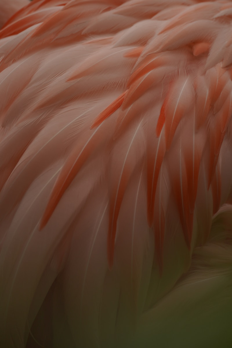 Photo by Vencislav Sharkov a close up of a pink flamingo's feathers