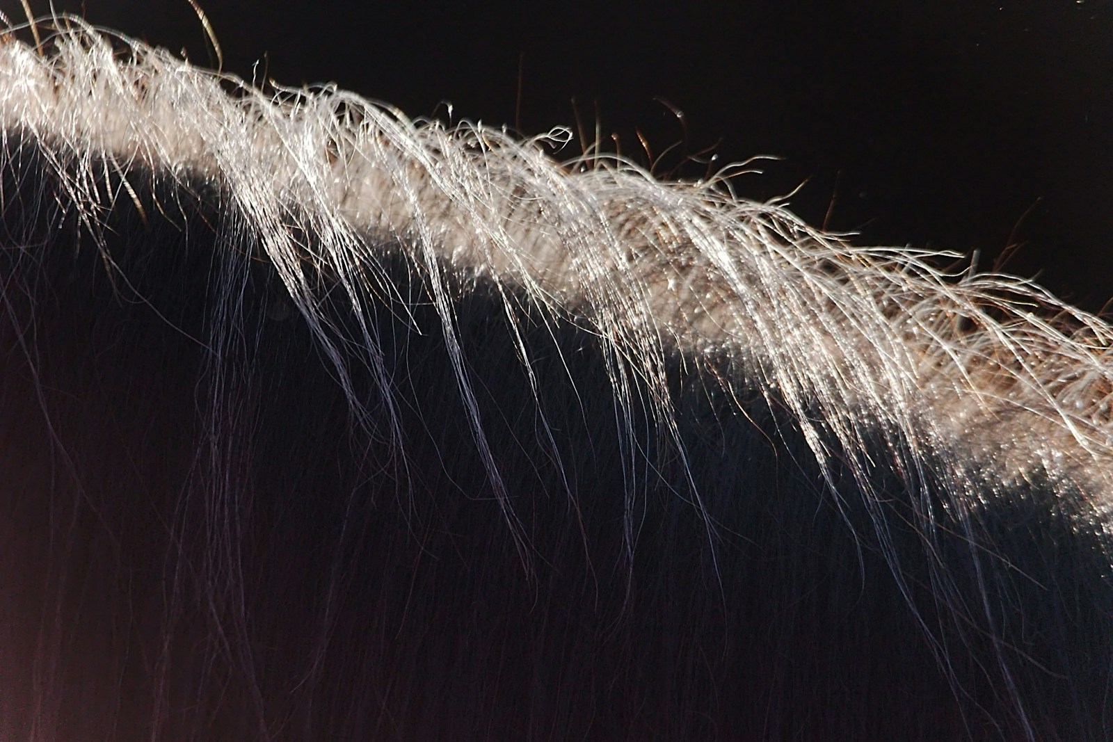 Photo by Danielle-Claude Bélanger a close up of the back of a horse's head