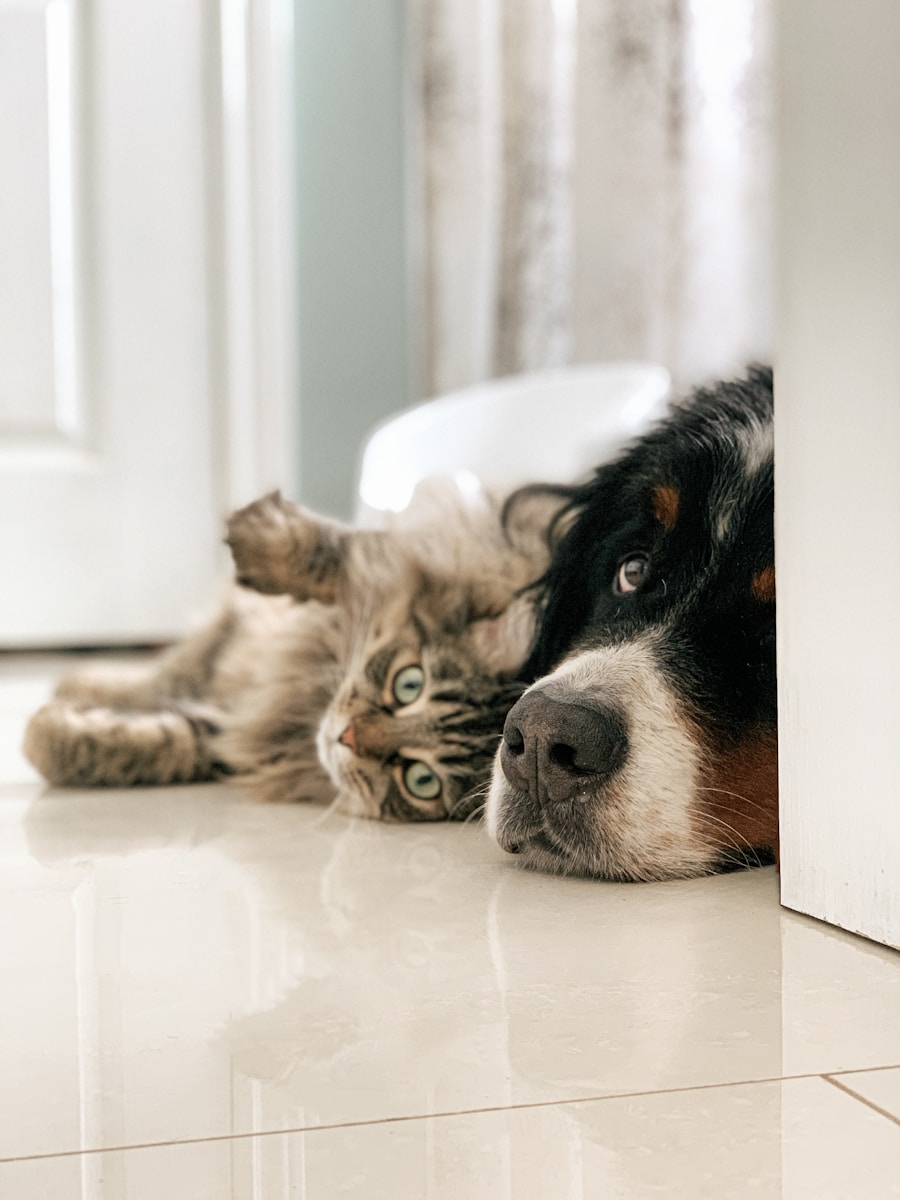 Photo by Louis-Philippe Poitras black white and brown bernese mountain dog lying on white textile